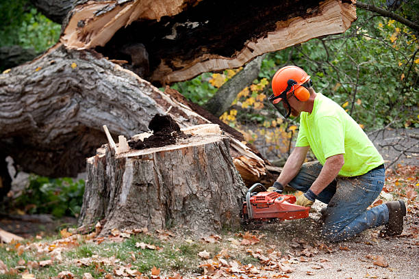 Trusted Mckee City, NJ Tree Services Experts